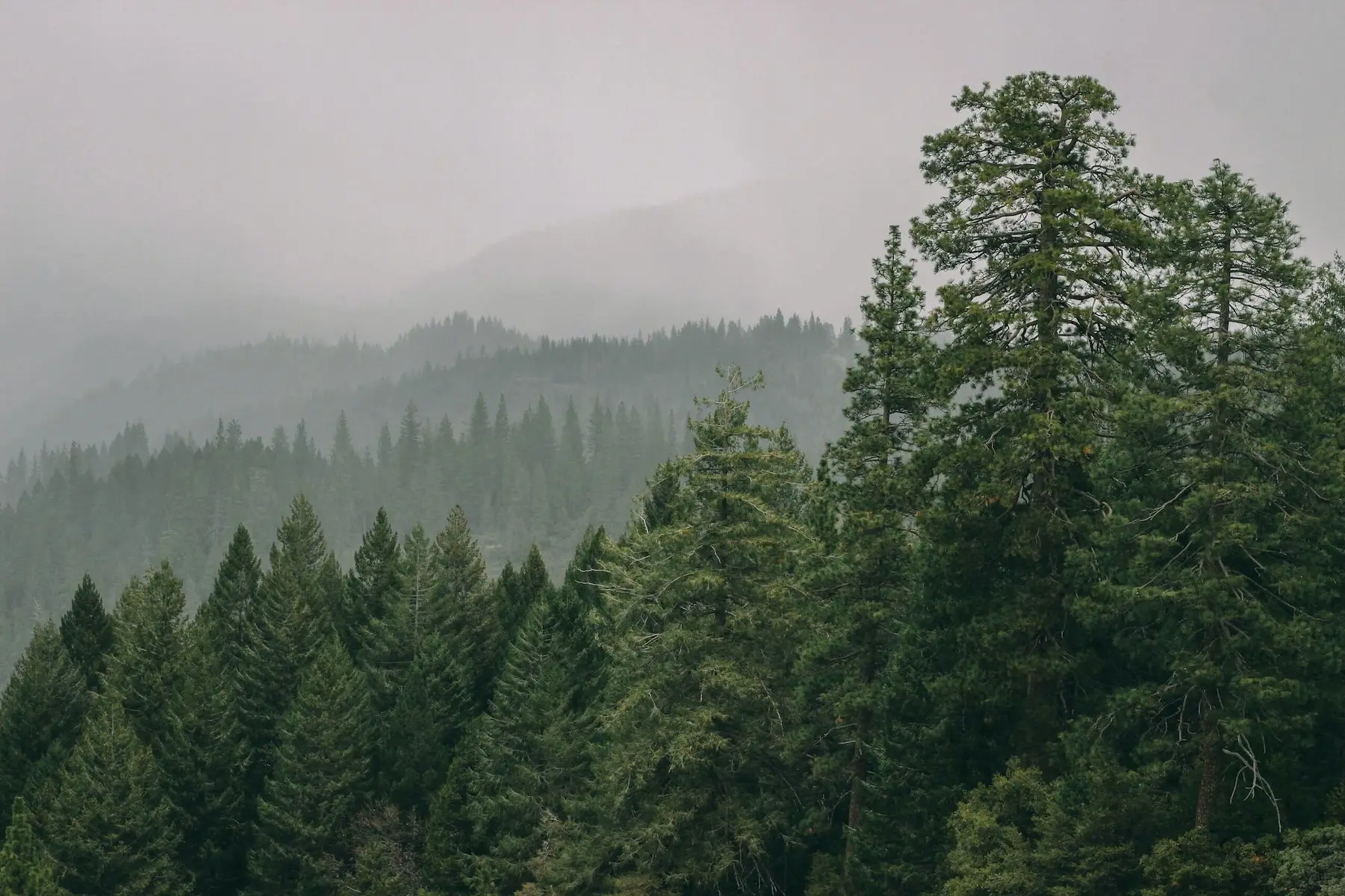 view of forest