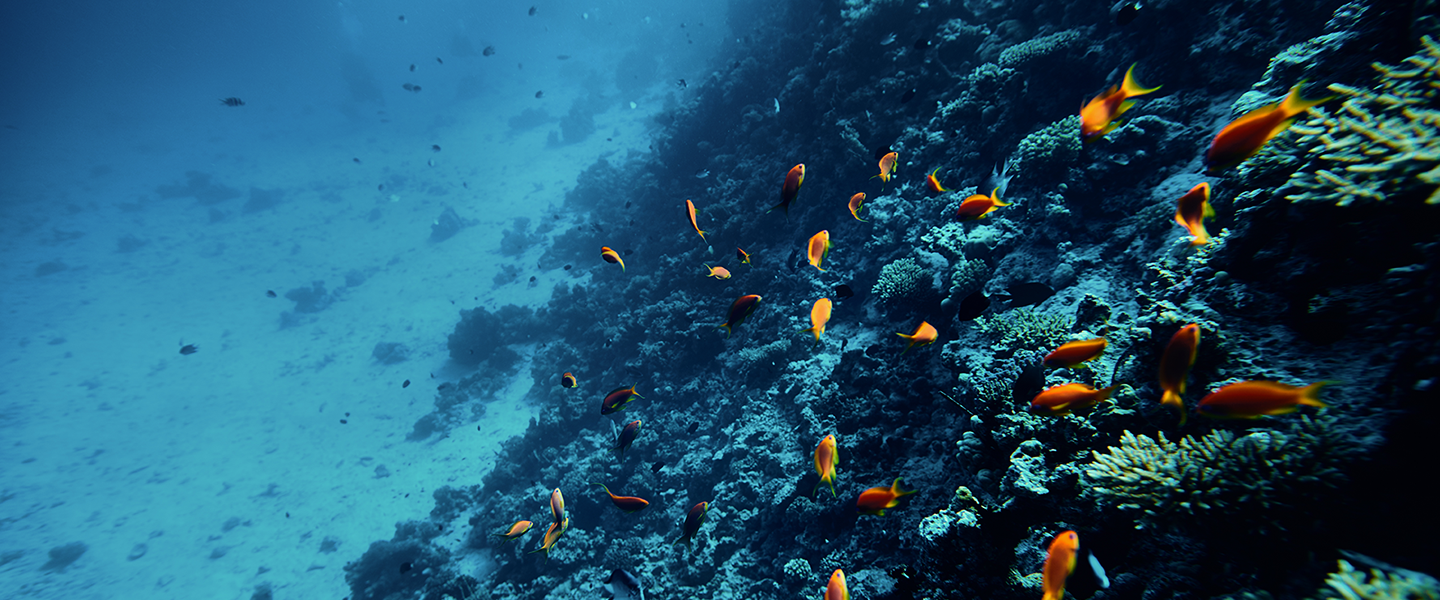WO 134 May 23 Biodiversity Webinar